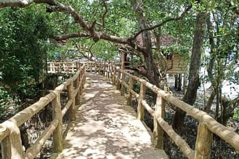 RedDoorz Plus @ Costa Roca Balamban