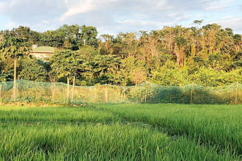 TGE Resort and Farmhouse