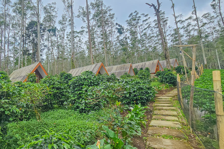 Cigadog Residence RedPartner